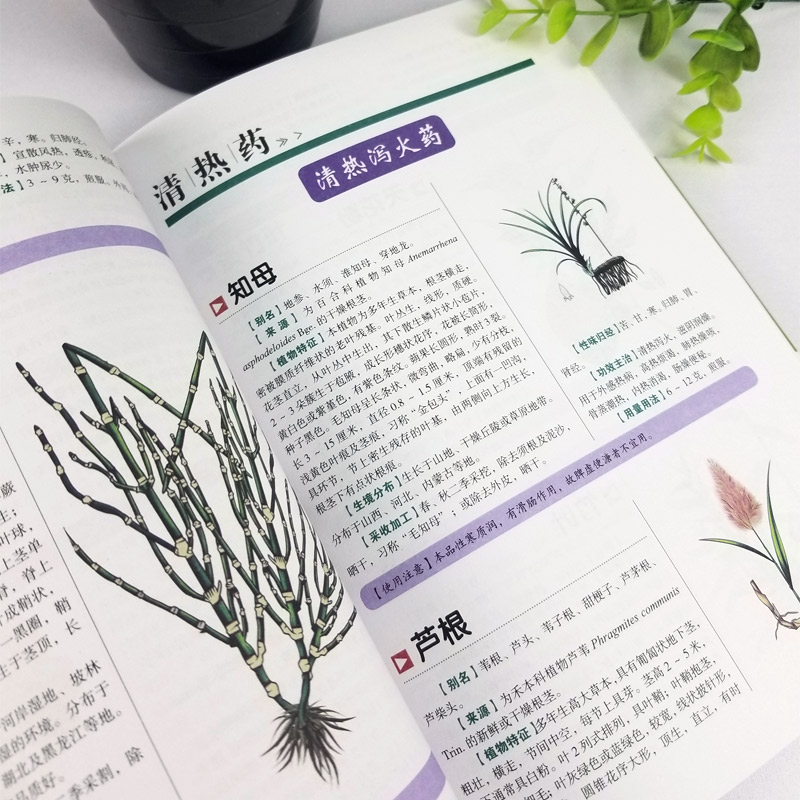 [正版] 彩图全图全解中草药大全 材识别图鉴书籍 中医入门中草药大全书籍药材植物彩图大全书中医大全书中草药图鉴wl高清大图