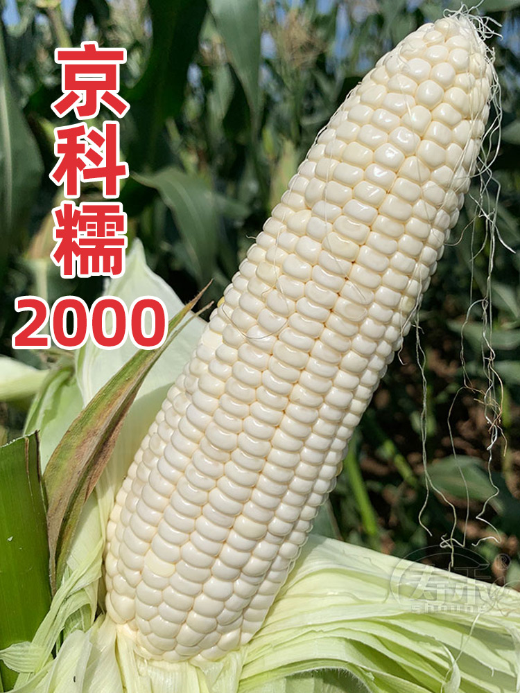 【高产甜玉米种子】报价行情_排行_品牌_参数_怎么样_图片_商家-苏宁