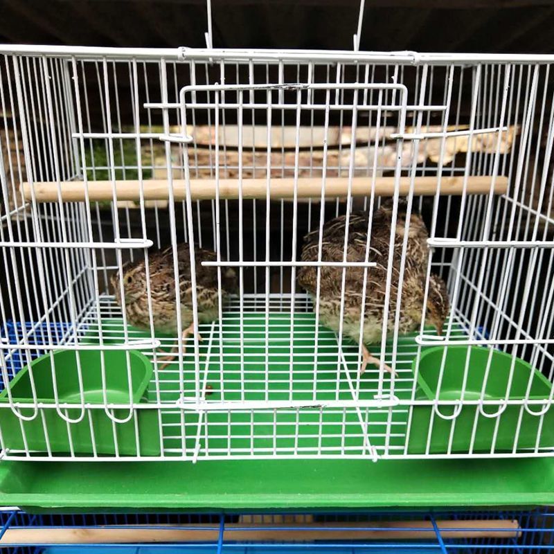 35*25*26带配件4只 家用鹌鹑笼下蛋鹌鹑笼养殖鸟笼鹌鹑笼子鸟笼子鹌鹑养殖笼自动滚蛋