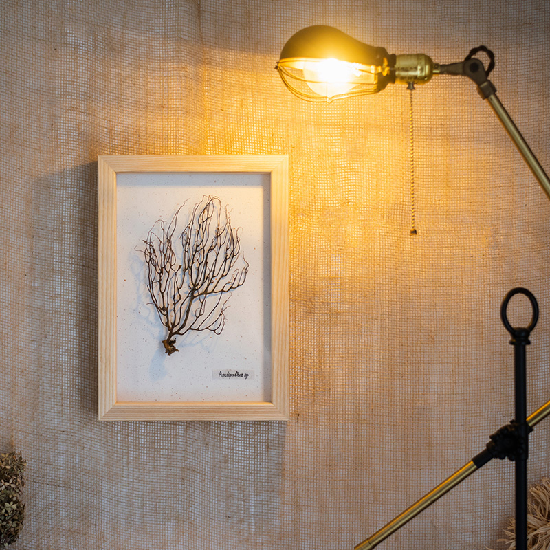 美帮汇标本相框创意立体画框干花植物装裱衍纸手工diy展示摆台7寸8 L浅框33*23.5*5cm 其他尺寸高清大图