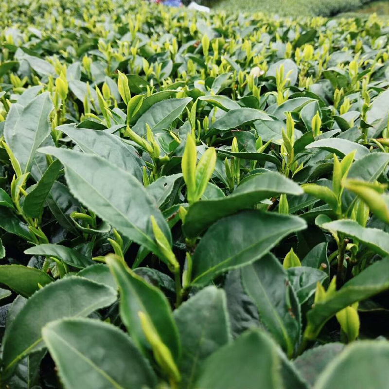 明前绿茶云雾绿茶浓香高山茶叶福建绿茶