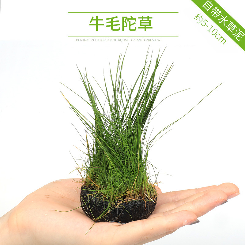 大九叶皇冠草真水草鱼缸装饰懒人水草淡水有茎类中后景性草