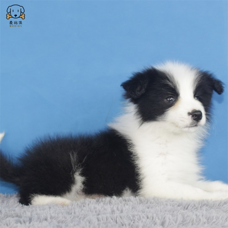 麦比佳 纯种边境牧羊犬幼犬边牧狗狗活体幼犬 双血统赛级高品质黑白三通牧羊犬 高智商边境宠物狗三通七白大围脖 可视频挑选高清大图
