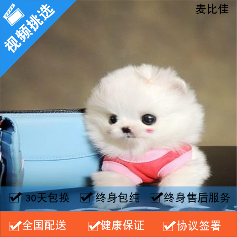 麦比佳 纯种哈多利系球体博美犬活体动物 茶杯博美犬 日系俊杰双血统长不大的茶杯狗白色博美犬 赛级博美犬活体狗狗纯种俊杰犬高清大图