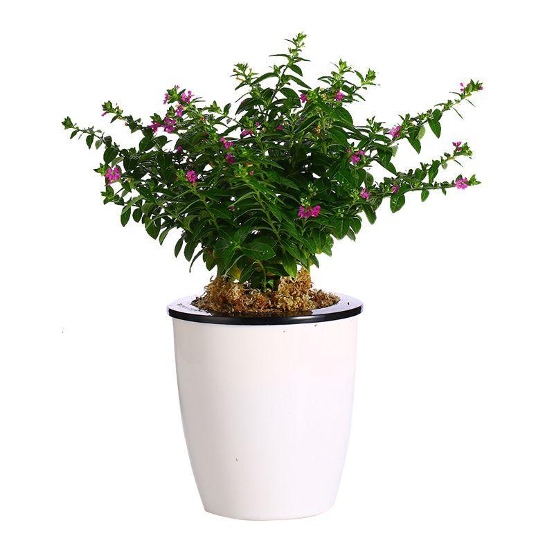 满天星盆栽植物室内绿植四季开花庭院阳台楼顶花卉驱蚊康乃馨植物