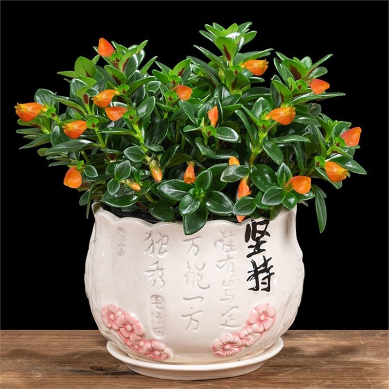 阿斯卡利金鱼花吊兰带花苞鲜花盆栽四季花卉室内植物客厅阳台绿植好养