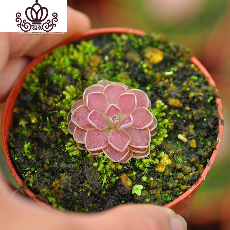 封后 Fenghou 园艺用品封后爱丝捕虫堇食虫植物食人花 捕蝇多肉稀有贵货花卉盆栽吃弗洛里s 植株直径 1厘米 塑料盆种好发含盆 价格图片品牌报价 苏宁易购战狼家居专营店