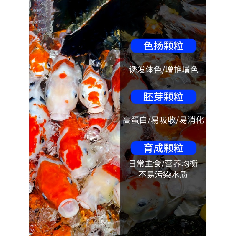鱼食锦鲤饲料小型鱼金鱼料鱼粮小颗粒螺旋藻上浮热带观赏鱼通用型高清大图
