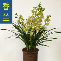 高宅 兰花 香妃 红贵妃 矮种浓香建兰四季兰 兰花苗花卉盆栽室内绿植物