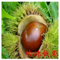 嫁接板栗苗 特大板栗树苗南北方种植盆栽地栽当年结果栗子果树苗