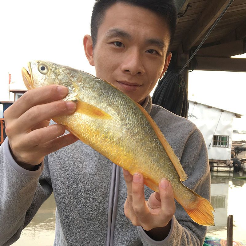 赛卡伊宁德海鲜鲜活黄花鱼海鱼生鲜大小黄鱼51斤半东海