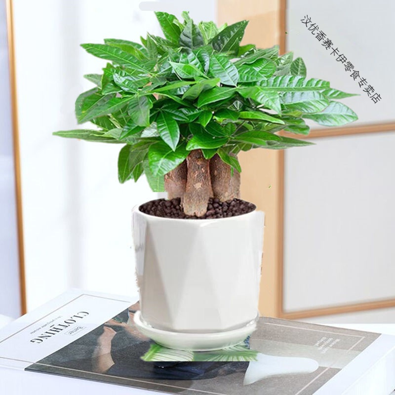 发财树盆栽室内花卉小盆景办公室绿色植物客厅招财金钱树盆栽绿植报价 参数 图片 视频 怎么样 问答 苏宁易购