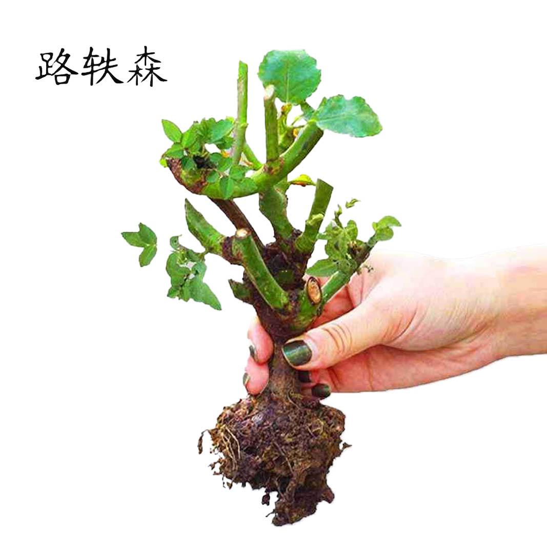 路轶森 月季 4-6分枝 棵高清大图