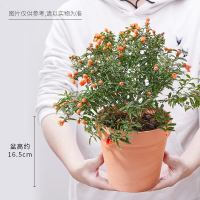 小种四季开花室内耐寒植物花卉办公室盆栽观花盆景绿植