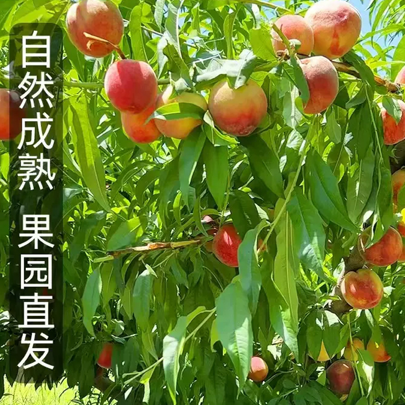 [苏鲜生]云南新鲜冬桃 蜜桃新鲜水果 净重9斤装 中果 单果70-120g 应季现摘脆甜毛桃子 整箱高清大图