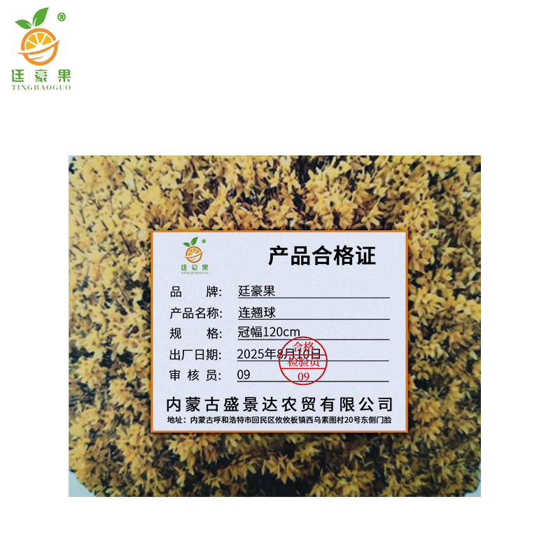 廷豪果 连翘球 冠幅120cm /棵高清大图