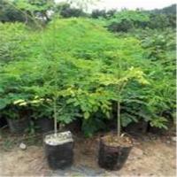 印度辣木种苗辣木树苗籽辣木籽树片辣木苗辣妹子苗辣木种子包活
