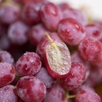 EMS空运[西沛生鲜]云南茉莉香葡萄 葡萄 新鲜水果 5斤 超甜葡萄 红提子