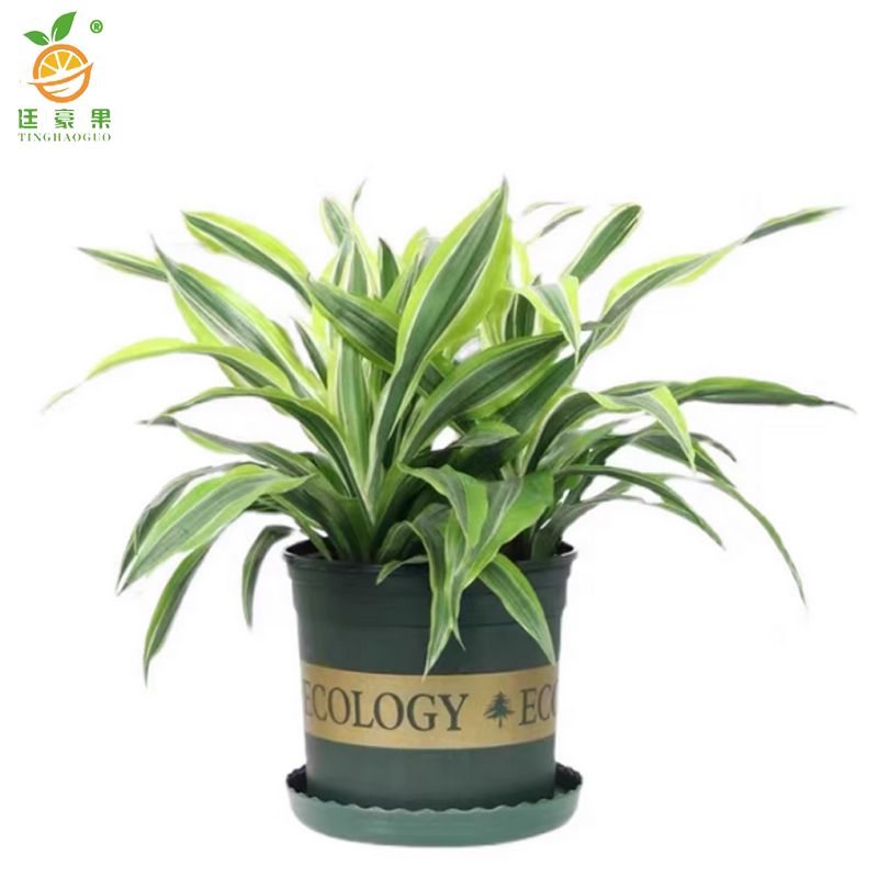 廷豪果 巴西美人盆栽 XZ1799# /盆高清大图