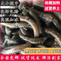 蚯蚓户外垂钓鱼饵钓鳝青蚯蚓大黑蚯蚓鲜活臭蚯蚓钓之界_50_739 大号二斤