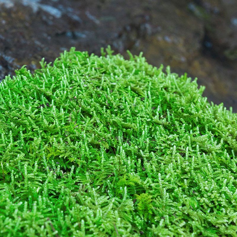 苔藓微景观青苔盆景装饰造景植物铺面鲜活假山水陆缸diy室内绿植大灰