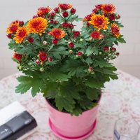 莱州格润 菊花盆栽花卉多头菊雏菊鲜花盆栽阳台室外室内庭院花苗千头菊带花绿植四季花卉茉莉盆