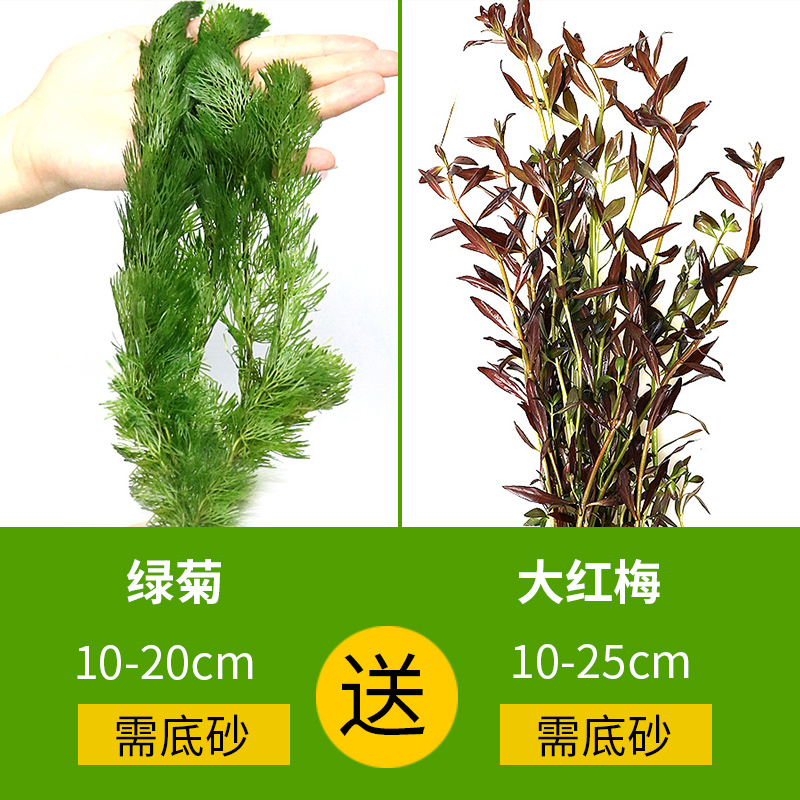 大九叶皇冠草真水草鱼缸装饰懒人水草淡水有茎类中后景性草