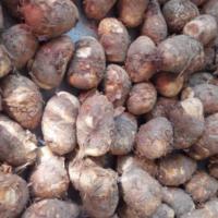 QCDD新鲜独角莲野生丁毒豆白附子种球 丁毒豆种子一斤