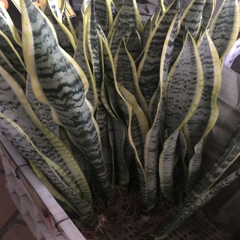 大金边虎皮兰盆栽室内客厅卧室大型绿植虎尾兰北欧植物吸甲醛 矮金边10-15cm 8颗 裸根不带土