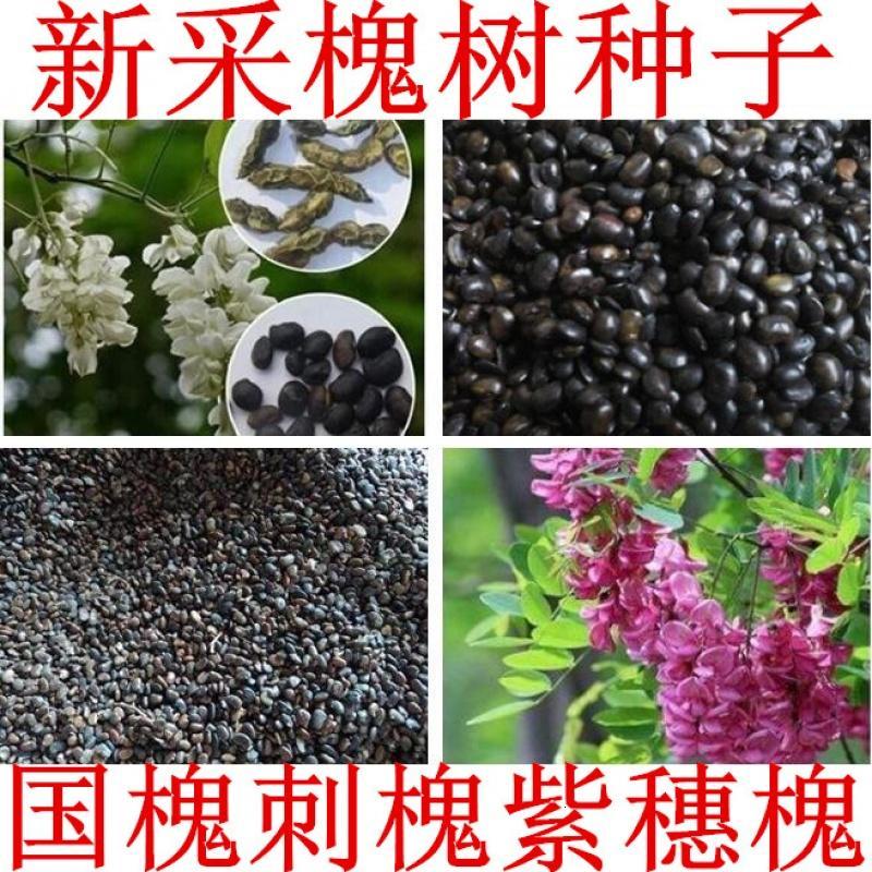 新采国槐种子速生国槐树种子花槐红花槐
