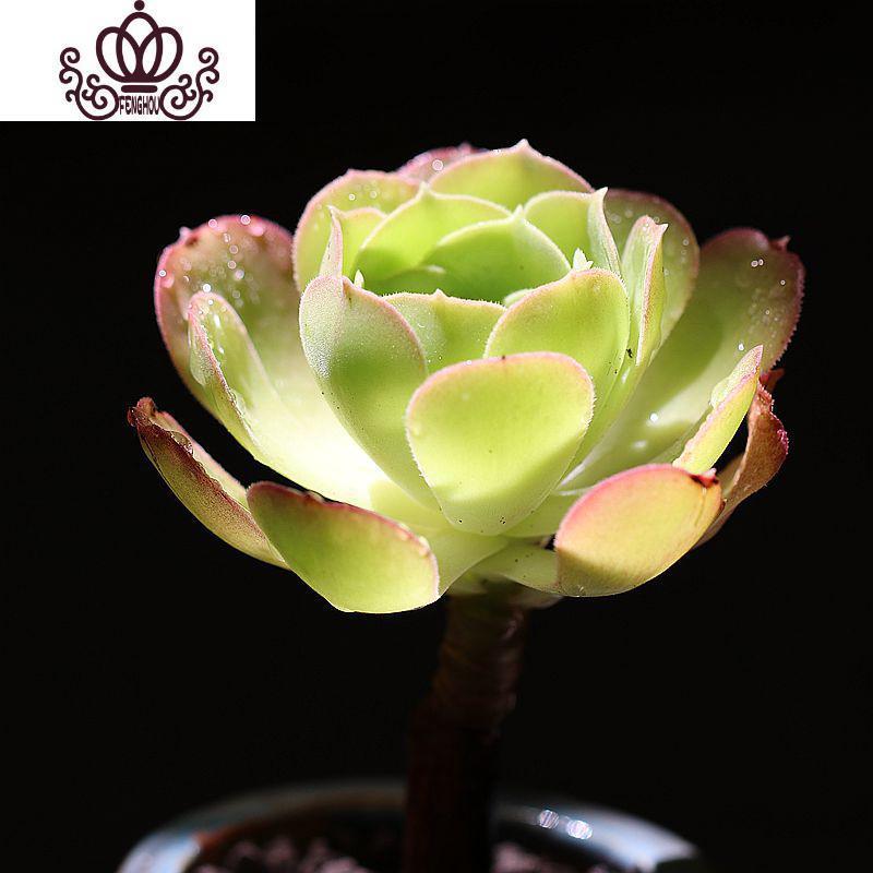 301-458贵妇指 裸根不带土视频介绍_封后柠檬法师韶羞多肉植物新手易