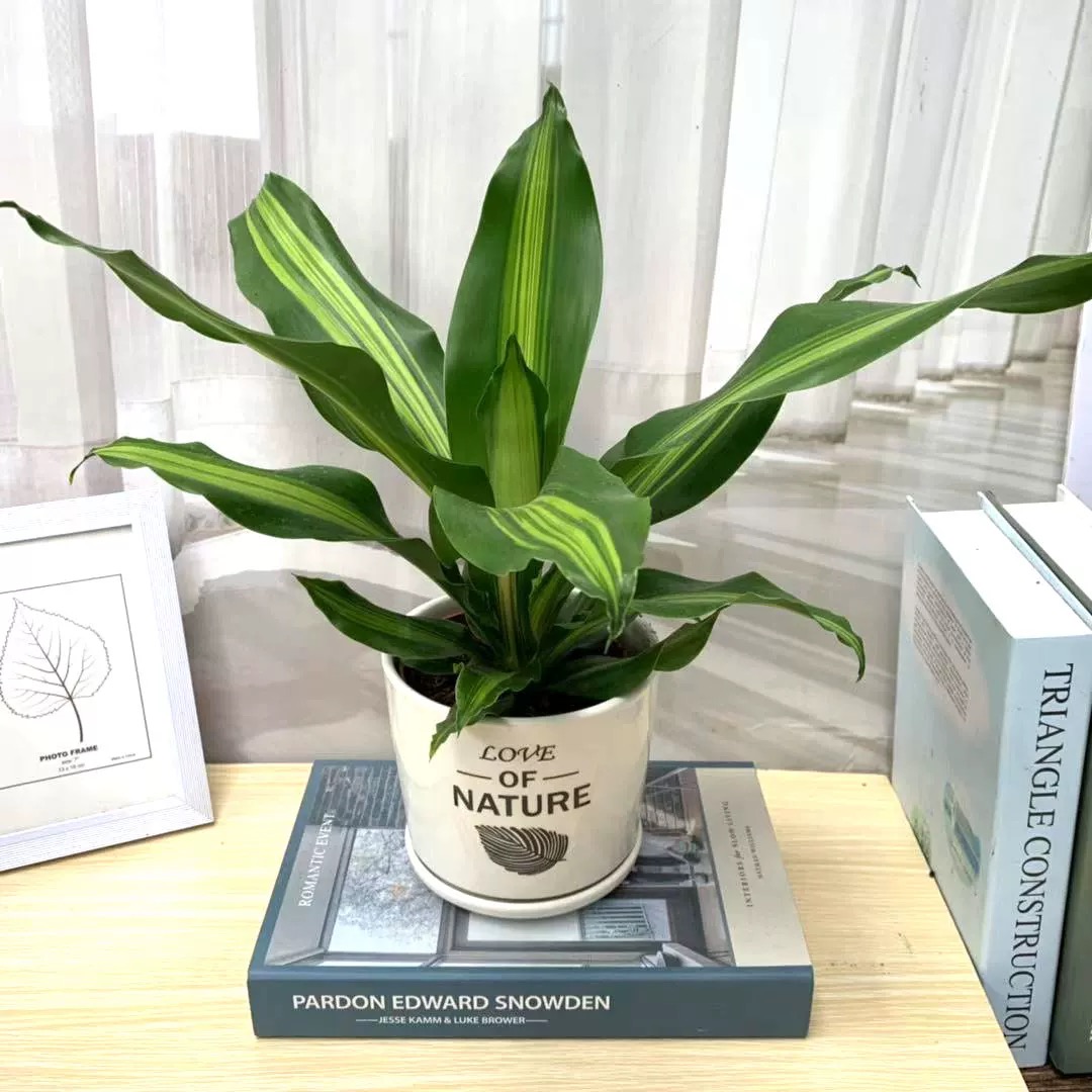 诚智旺 金心也门铁 50cm/盆高清大图