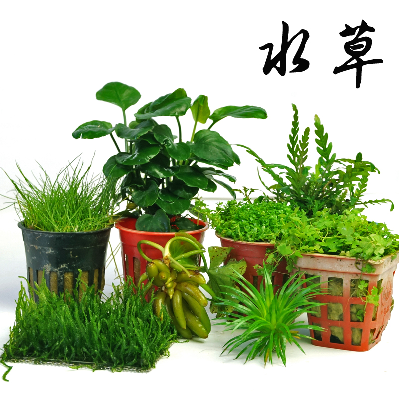 迷你矮珍珠爬地矮珍珠牛毛毡天胡荽红绿宫廷鱼缸造景真水含包装高清大图