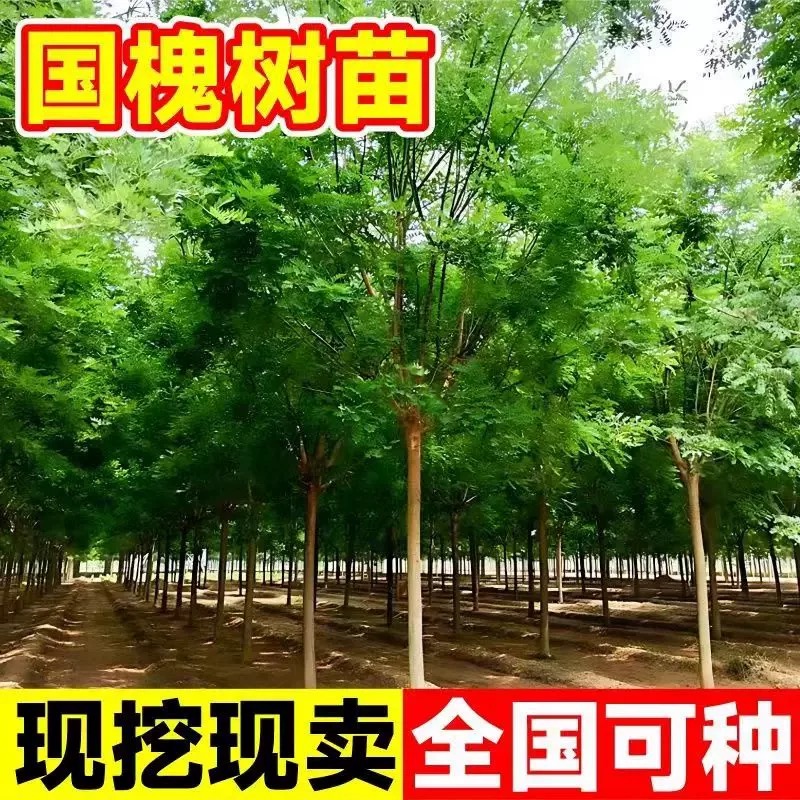 诚智旺 移栽国槐 直径15公分/棵高清大图