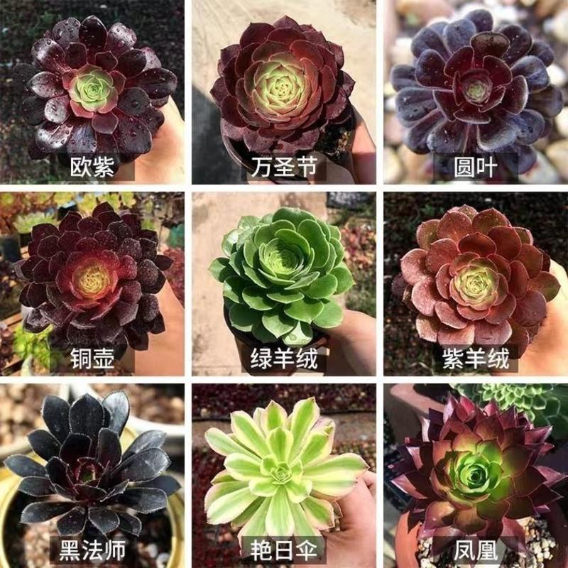 多肉植物法师花卉绿植驱蚊老桩肉肉大颗好养夏季死不了盆栽大型多9颗3种