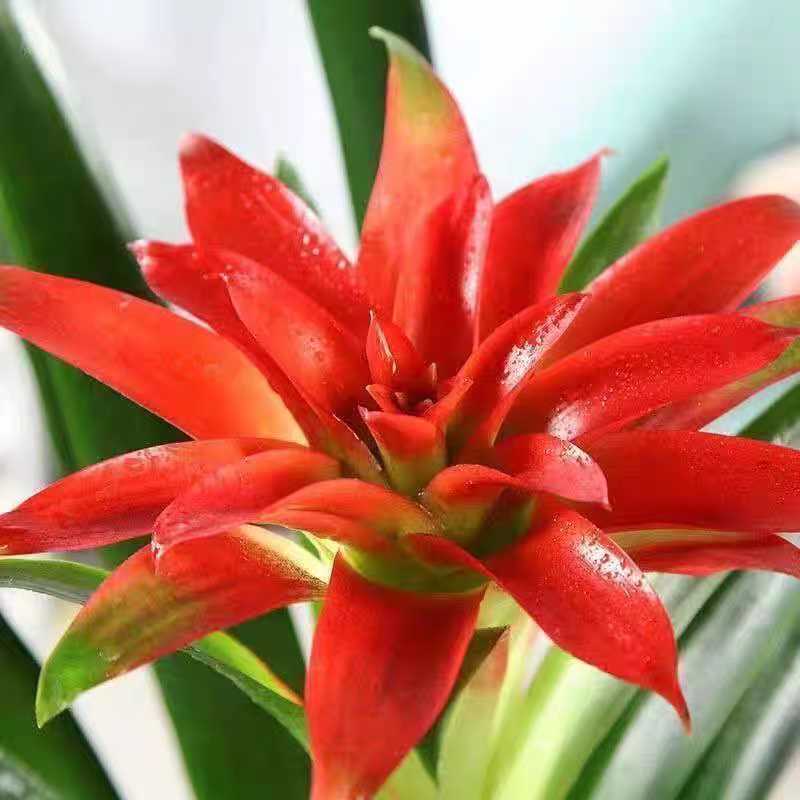 诚智旺 鸿运当头 CZW-01 /束高清大图