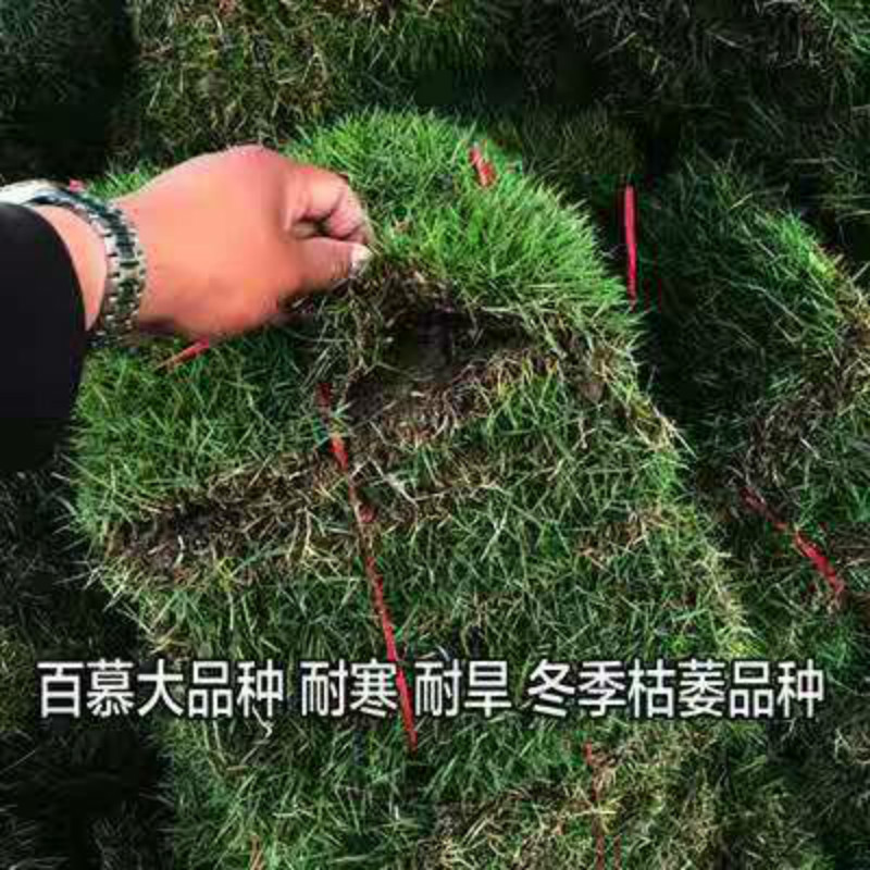 庭院绿化草坪 草皮 带土带泥果岭草四季青草皮带泥土真草皮 马尼拉草皮 一平方10小块 200平方起售
