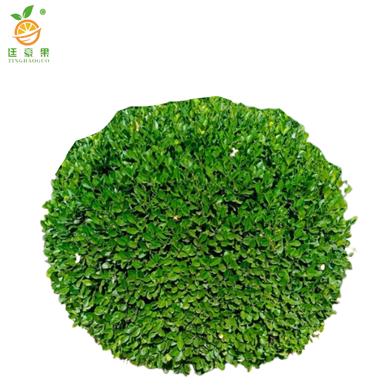 廷豪果 卫矛球 冠幅150cm /棵高清大图