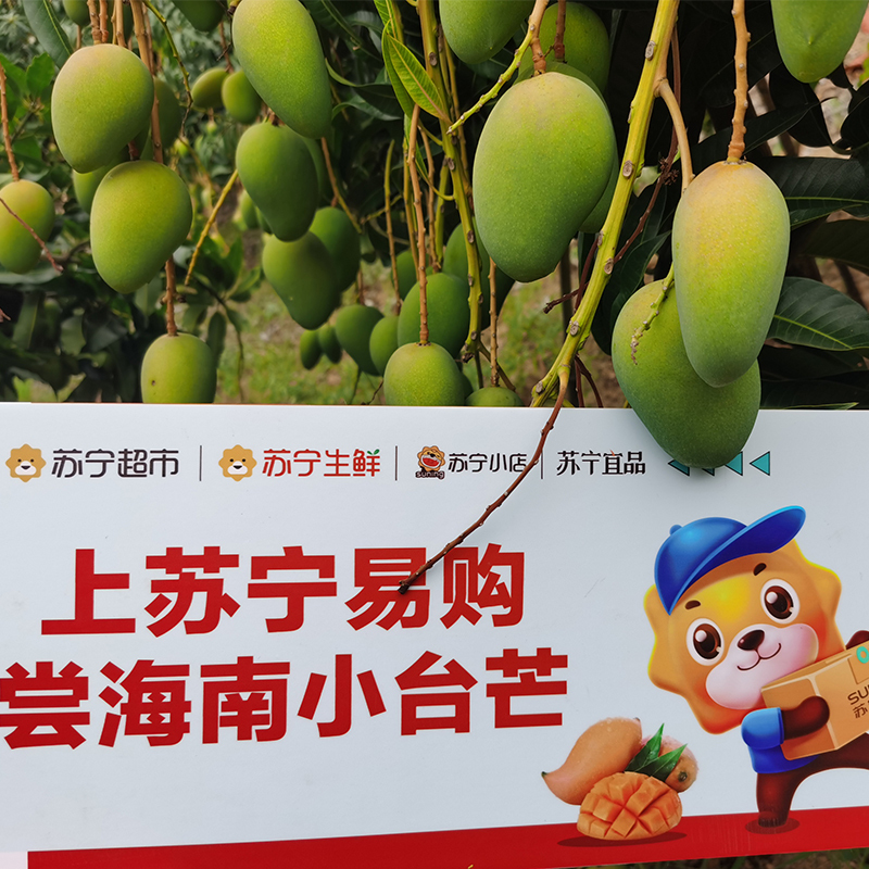 [官方溯源 海南直发]海南小台农芒果3斤装中大果单果约80g+ 应季生鲜水果 核薄肉厚