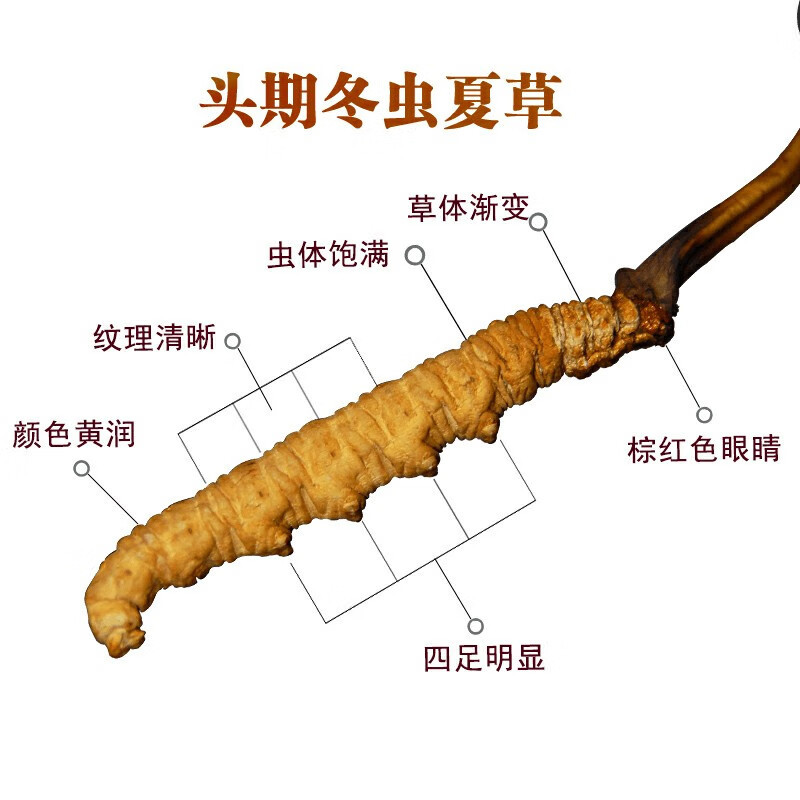 同雍堂 冬虫夏草 水晶管礼盒装 4根/克 20根装