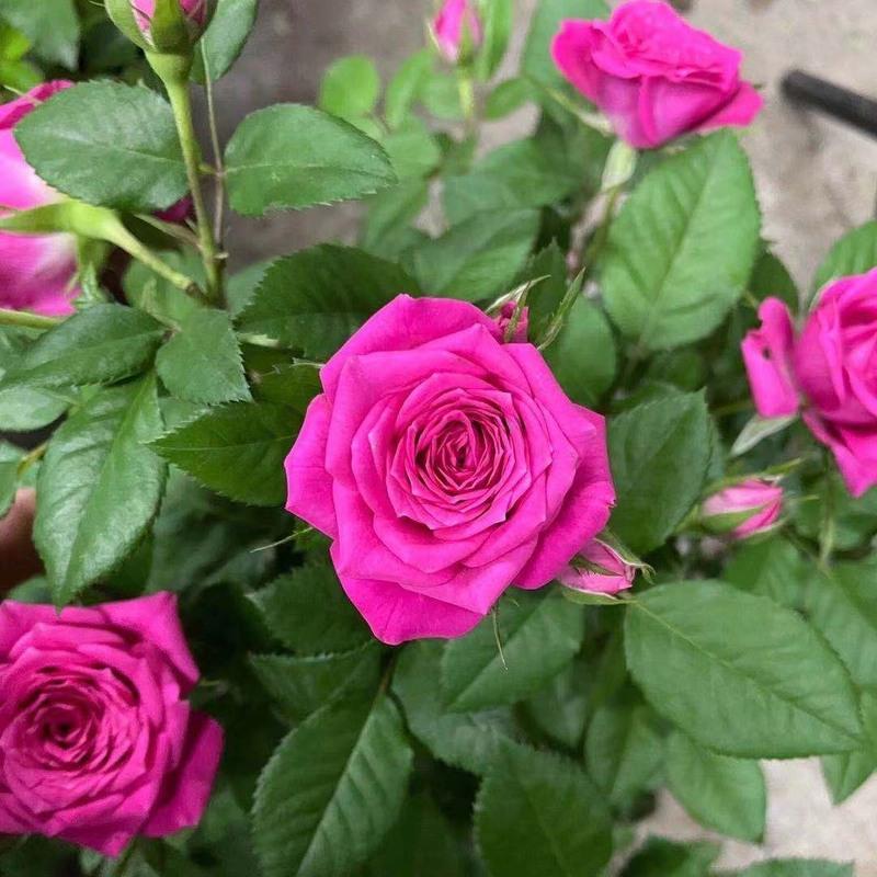 玫瑰花苗带花苞四季开花好养易活绿植物盆栽室内外阳台花卉月季