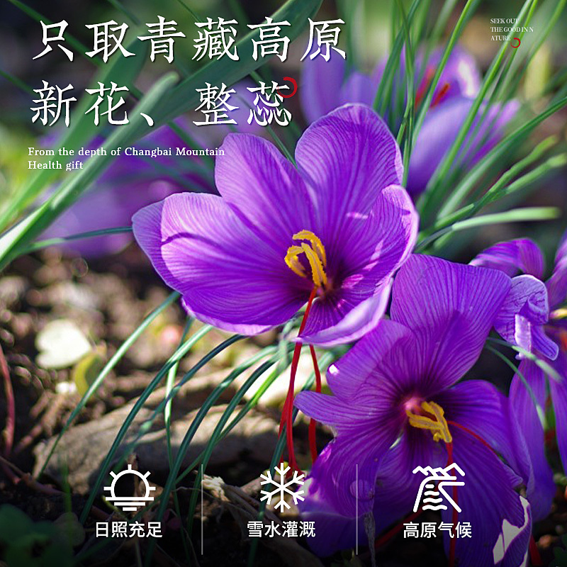 杞利元 西藏藏红花3g 正品藏红花西红花茶3克人工精选