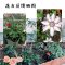 花泥营养土养花土 月季种植土通用型君子兰土兰花土专用土盆栽
