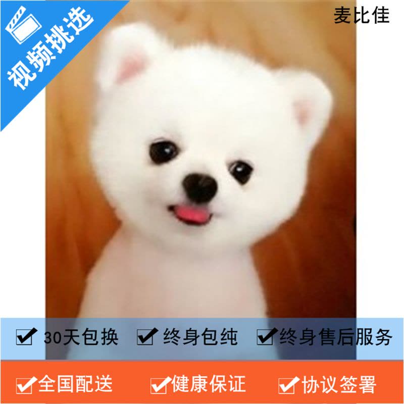 麦比佳 纯种哈多利系球体博美犬幼犬俊介 茶杯博美犬 日系俊杰双血统长不大的茶杯狗白色博美犬 小体博美俊介犬宠物狗狗活体图片