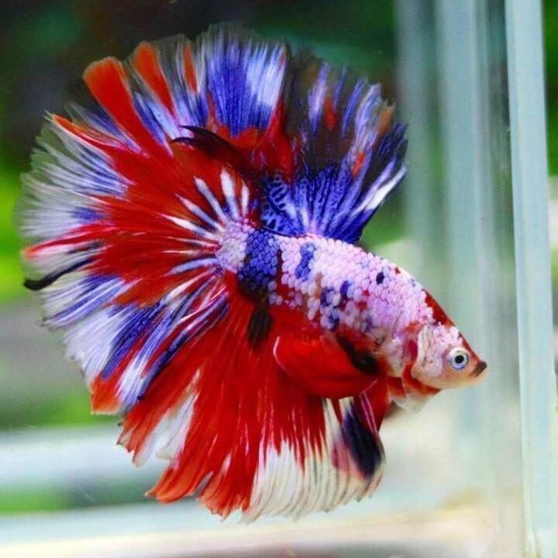 马尾斗鱼抱卵母鱼活体热带鱼观赏小型鱼特惠随机色马尾公1条>800_800