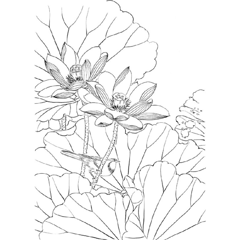 正版新书]初学者之友:白描荷花姜冬莲 著9787534434785高清大图