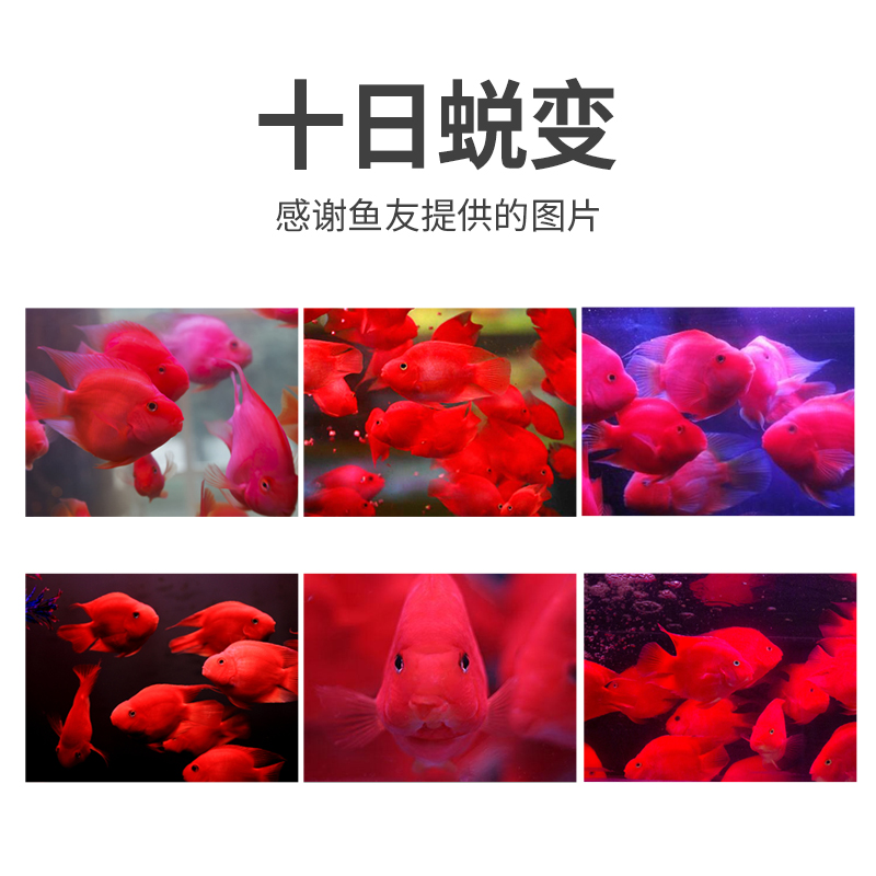 血鹦鹉鱼饲料增红增艳鱼食热带鱼财鱼鱼增色小颗粒罗汉鱼粮高清大图