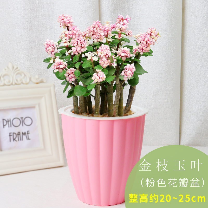 金枝玉叶盆栽室内花卉开花植物绿植四季常青多肉植物 花瓣盆 粉色 金枝玉叶 大 报价 参数 图片 视频 怎么样 问答 苏宁易购