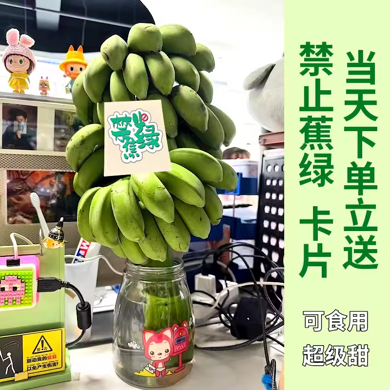 卡片随机[西沛生鲜]新鲜小米蕉 禁止蕉绿 4斤 2-3把 新鲜当季水果 香甜软糯 办公桌绿植