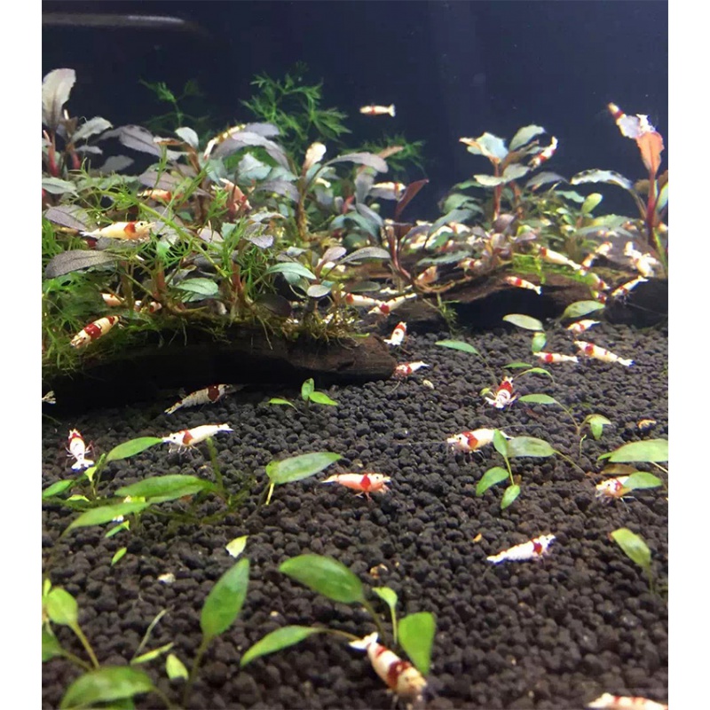 鱼缸缸水泥9l鱼缸种植泥造景营养净水土底泥免洗水藻泥高清大图